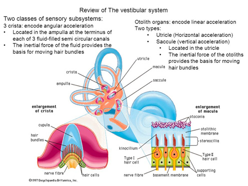 Anatomy And Physiology Ear Health Canada